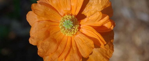 Papaver, Spanish Poppy Double Tangerine Gem
