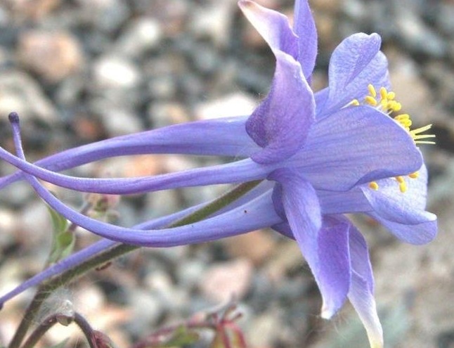 Aquilegia Species, Columbine
