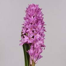 Hyacinthus, Dutch Hyacinth Anna Liza
