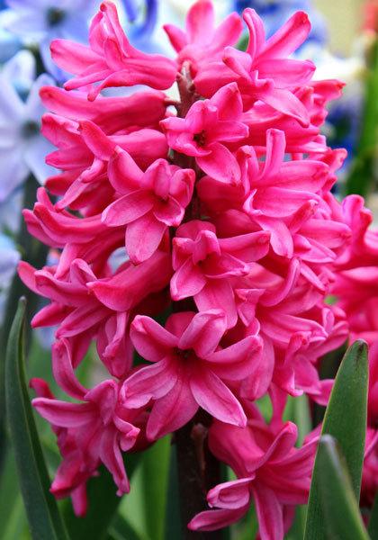 Hyacinthus, Dutch Hyacinth Vuurbaak
