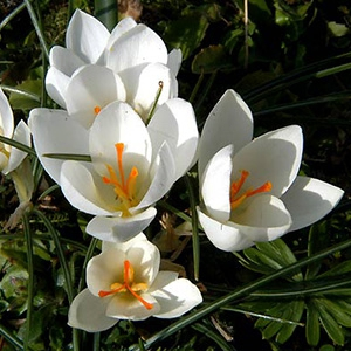 Dutch Crocus Miss Vain