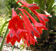 Clinanthus Species