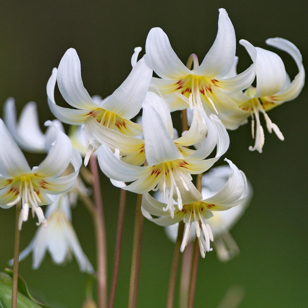 Cream Fawn Lily