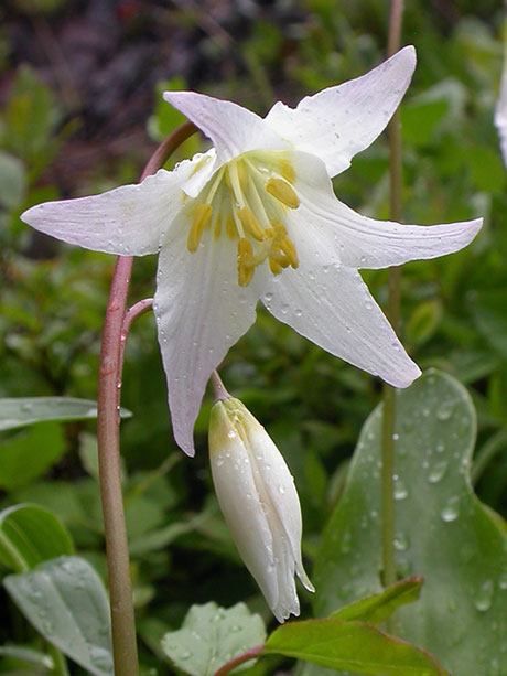 Coast Range Fawn Lily