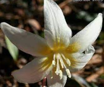 Howells fawnlily