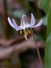 Minnesota fawnlily