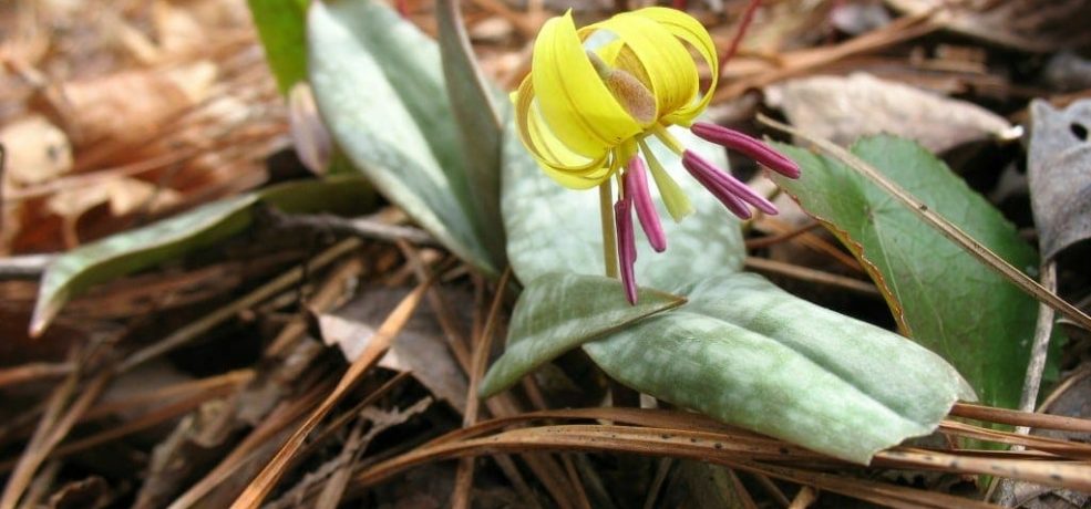 Erythronium Species, Dimpled Troutlily