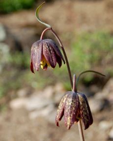Fritillaria Species, Checker Lily, Chocolate Lily, Mission Bells
