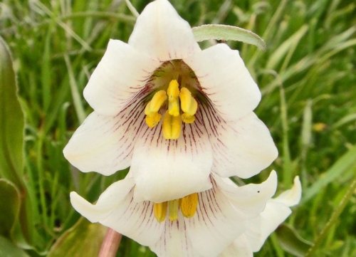 Fritillaria Species, Striped Abobe Lily