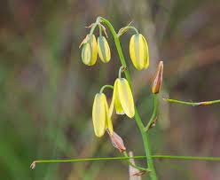 Albuca Species, Slime Lily