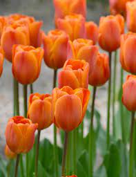 Triumph Tulip Annie Schilder