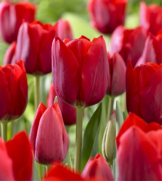 Triumph Tulip Bastogne