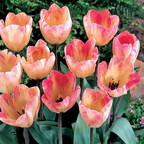 Fosteriana Tulip Flaming Purissima