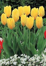 Fosteriana Tulip Golden Purissima