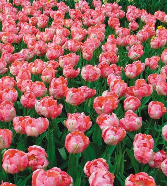 Parrot Tulip Salmon Parrot