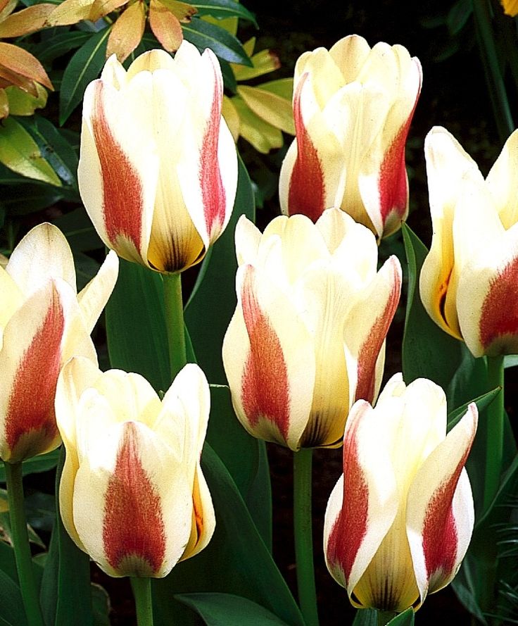 Waterlily Tulip Gaiety