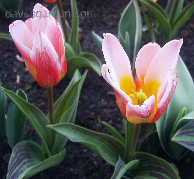 Waterlily Tulip Hearts Delight