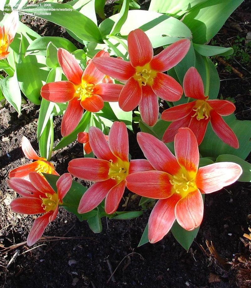 Waterlily Tulip Shakespeare