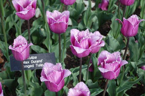 Fringed Tulip Max Durand
