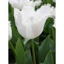 Fringed Tulip Swan Wings