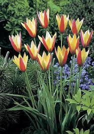 Lady Tulip Cynthia