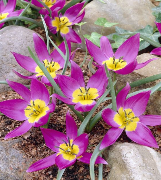 Species Tulip, Crocus Tulip Eastern Star