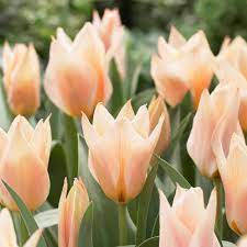 Greigii Tulip Fur Elise
