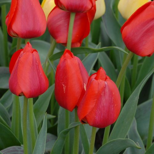 Greigii Tulip Royal Splendour