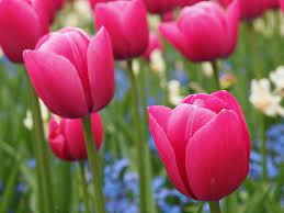 Single Early Tulip Christmas Dream