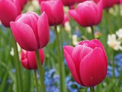 Single Early Tulip 'Christmas Dream'