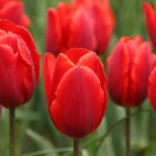 Single Early Tulip 'Couleur Cardinal'