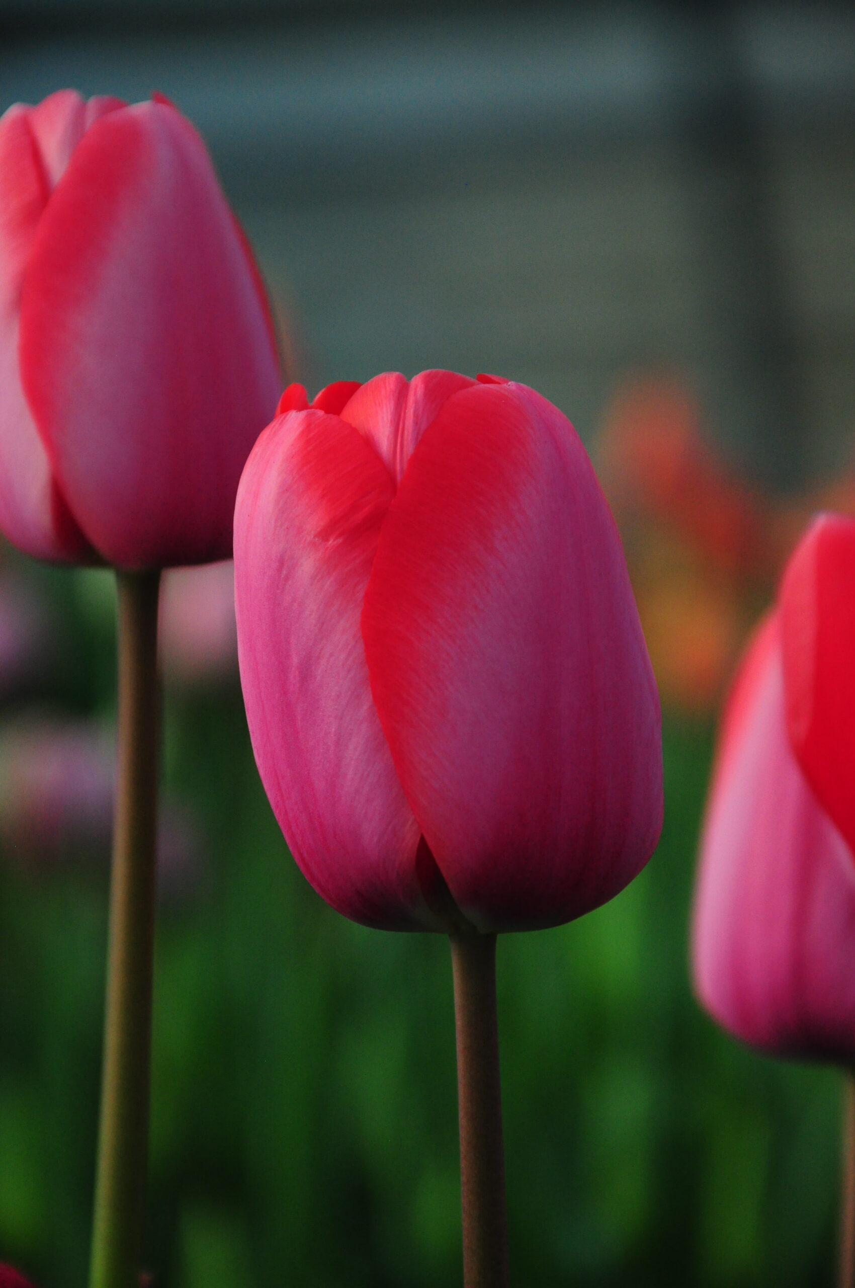 Single Early Tulip Diamond