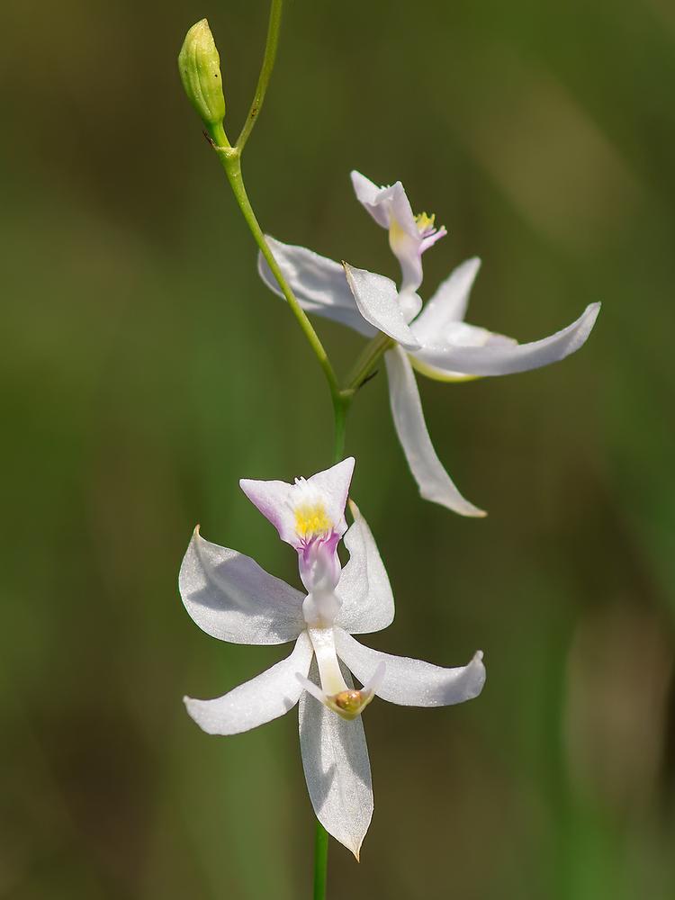 Species Orchid, Pale Grass Pink, Pale Calopogon