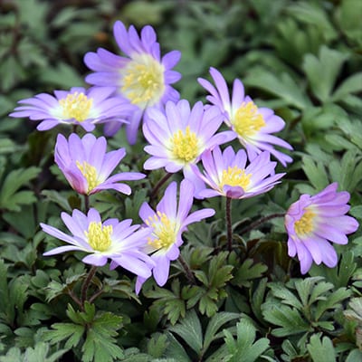 Anemone, Grecian Windflower Pink Star