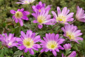 Anemone, Grecian Windflower Charmer