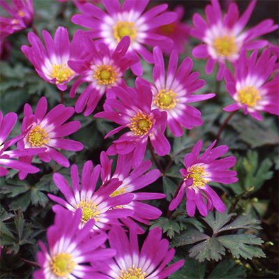 Anemone, Grecian Windflower Radar