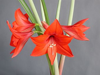Amaryllis Calimero
