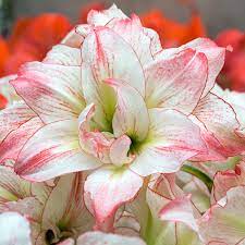 Hippeastrum, Amaryllis Aphrodite