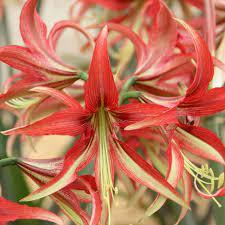 Hippeastrum, Amaryllis 'La Paz'