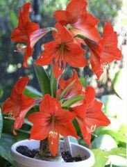 Hippeastrum, Amaryllis 'Pamela'
