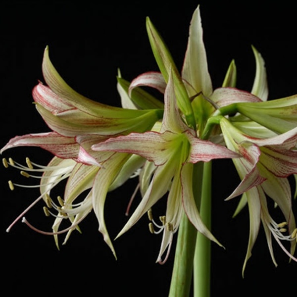 Amaryllis Emerald