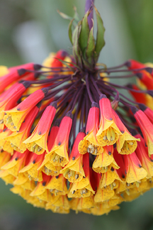 Bomarea Species, Climbing Alstroemeria