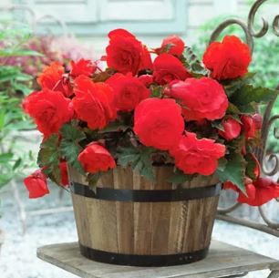 Hybrid Tuberous Begonia Double Scarlet