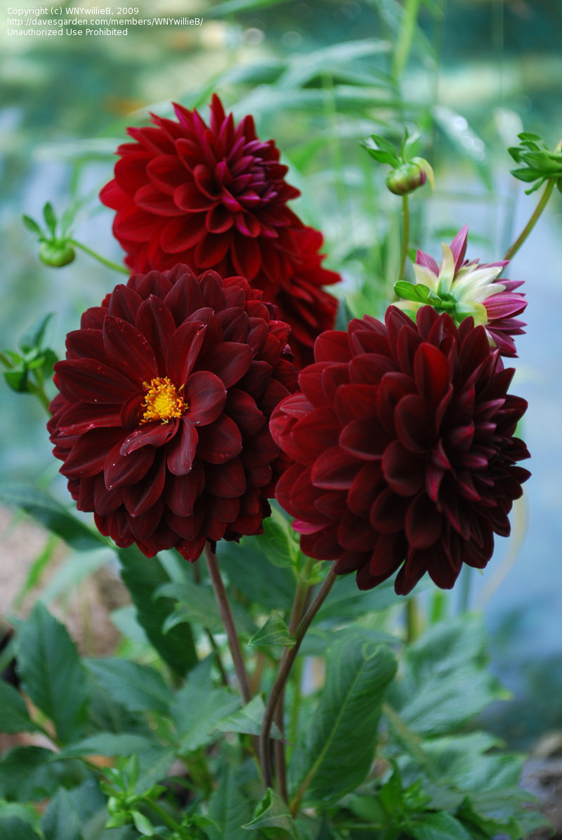 Formal Decorative Dahlia Arabian Night