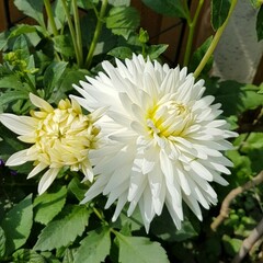 Semi-Cactus Dahlia 'My Love'