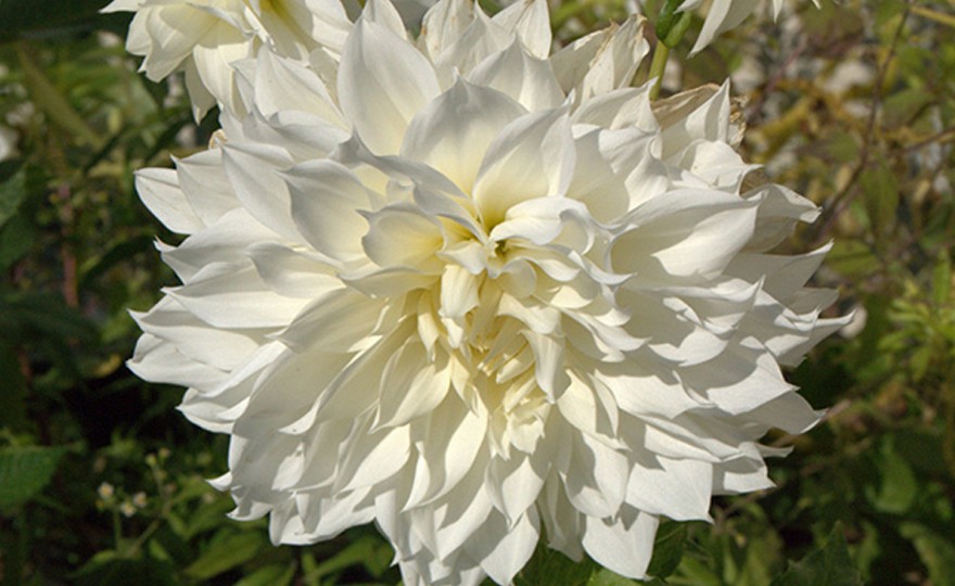 Dinner Plate Dahlia, Dinnerplate Dahlia Snow Country