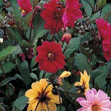 Dahlia Redskin