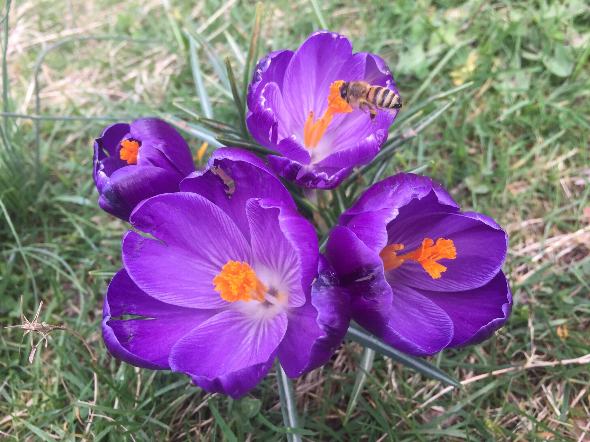 Species Crocus, Spring Crocus