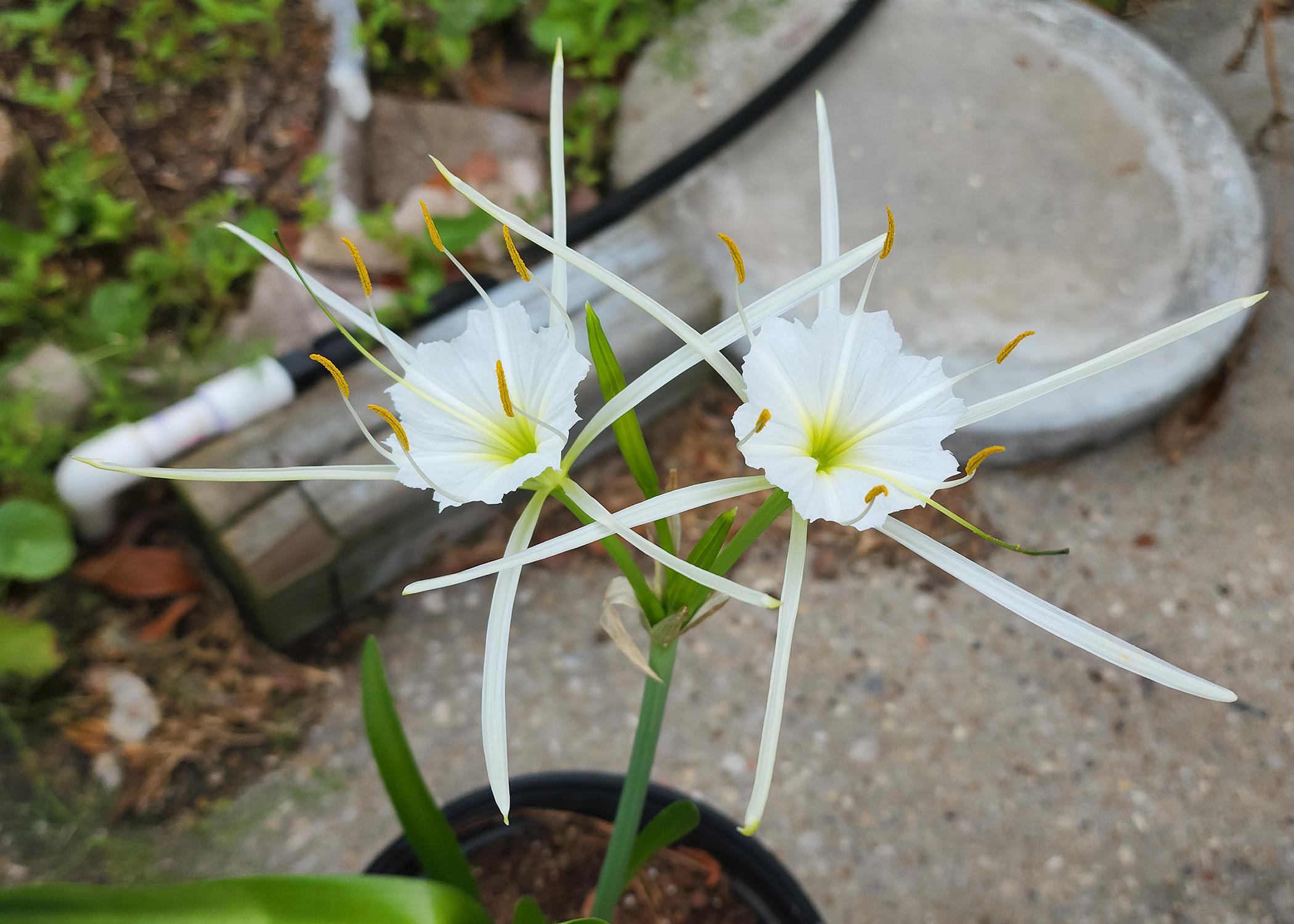 White Surprise Lily, Spider Lily