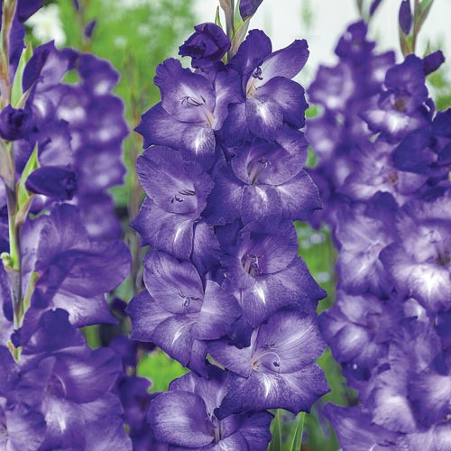 Gladiolus, Gladiola Blue Isle